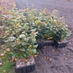 Lubuscy leśnicy sadzą drzewa w regionie Radio Zachód - Lubuskie