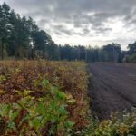 Lubuscy leśnicy sadzą drzewa w regionie Radio Zachód - Lubuskie