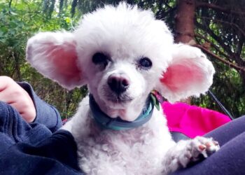 Teodor na kolanach fot. A.Janik