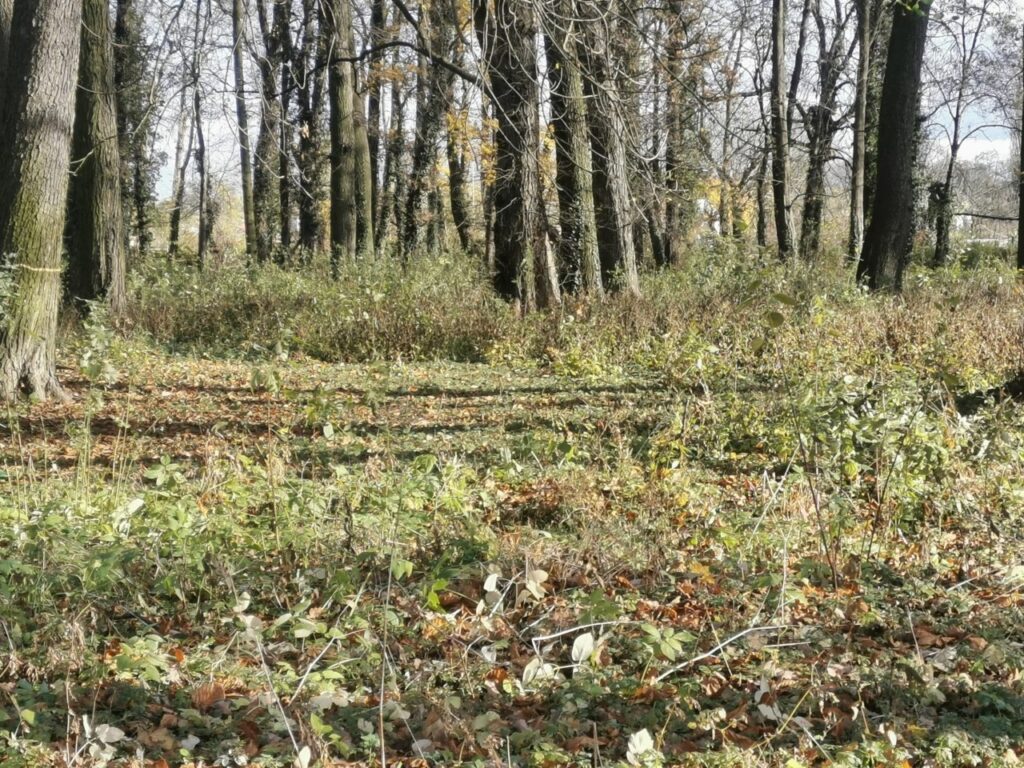 Powstanie park, głównie dla dzieci Radio Zachód - Lubuskie