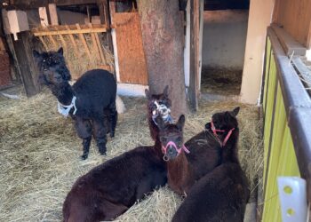 fot. Bartosz Schaefer