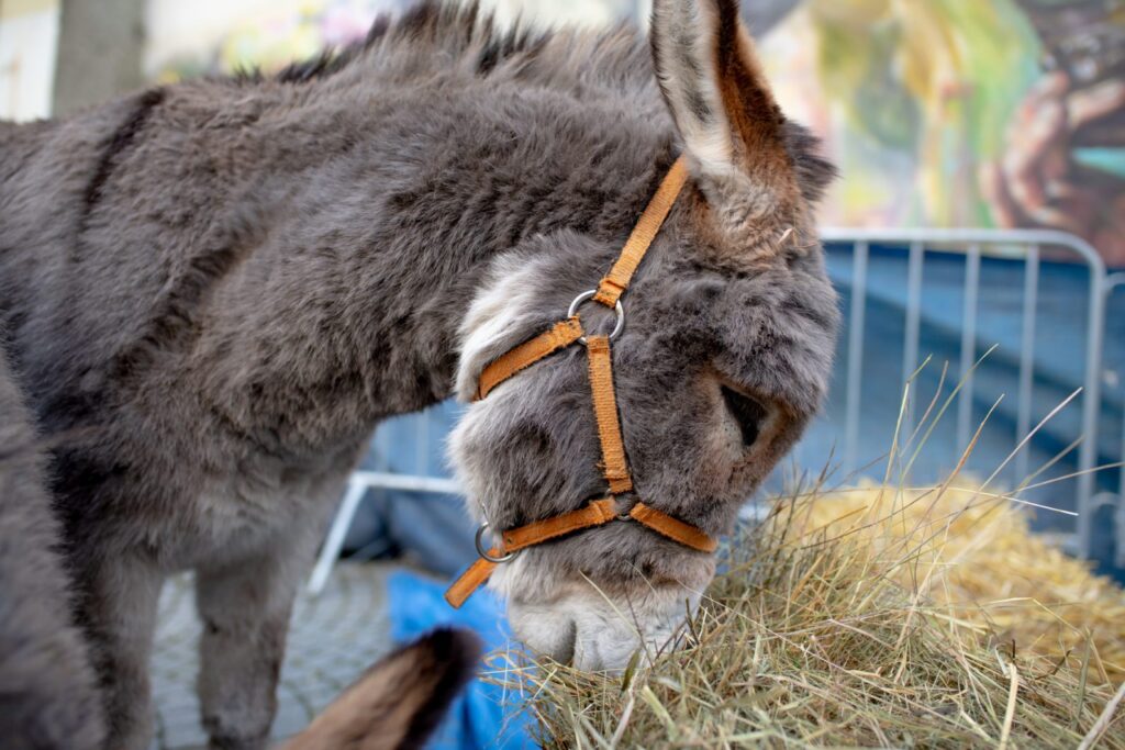 Lubuski Orszak Trzech Króli [DUŻO ZDJĘĆ] Radio Zachód - Lubuskie