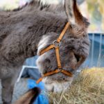 Lubuski Orszak Trzech Króli [DUŻO ZDJĘĆ] Radio Zachód - Lubuskie