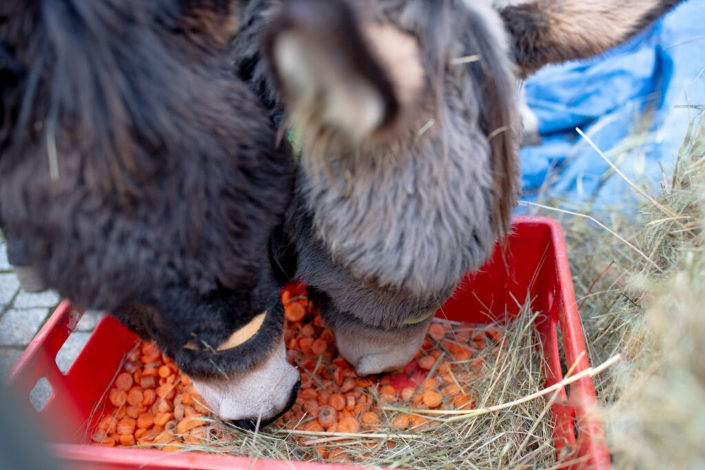 Lubuski Orszak Trzech Króli [DUŻO ZDJĘĆ] Radio Zachód - Lubuskie