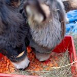 Lubuski Orszak Trzech Króli [DUŻO ZDJĘĆ] Radio Zachód - Lubuskie