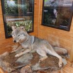 Spędź ferie z leśnikami w Jeziorach Wysokich [ZDJĘCIA] Radio Zachód - Lubuskie