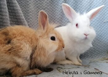 Króliki fot. Fundacja Zebrane