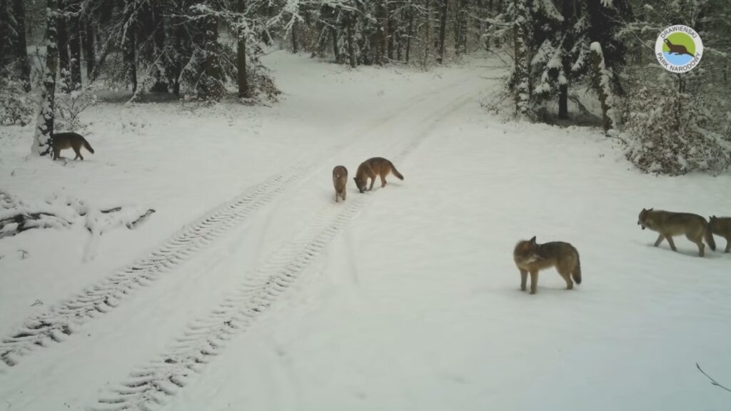 Drawieński Park Narodowy: wilcza rodzina uchwycona przez fotopułapkę Radio Zachód - Lubuskie