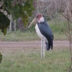 „Opowieści babci Leonardy” – posłuchaj reportażu Cezarego Galka Radio Zachód - Lubuskie