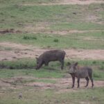 „Opowieści babci Leonardy” – posłuchaj reportażu Cezarego Galka Radio Zachód - Lubuskie