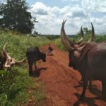 „Opowieści babci Leonardy” – posłuchaj reportażu Cezarego Galka Radio Zachód - Lubuskie