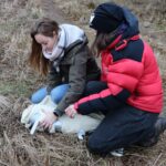 Wyleczony bielik na wolności radzi sobie dobrze Radio Zachód - Lubuskie