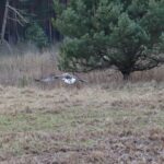 Wyleczony bielik na wolności radzi sobie dobrze Radio Zachód - Lubuskie