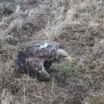 Wyleczony bielik na wolności radzi sobie dobrze Radio Zachód - Lubuskie