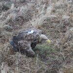 Wyleczona samica bielika wypuszczona na wolność Radio Zachód - Lubuskie