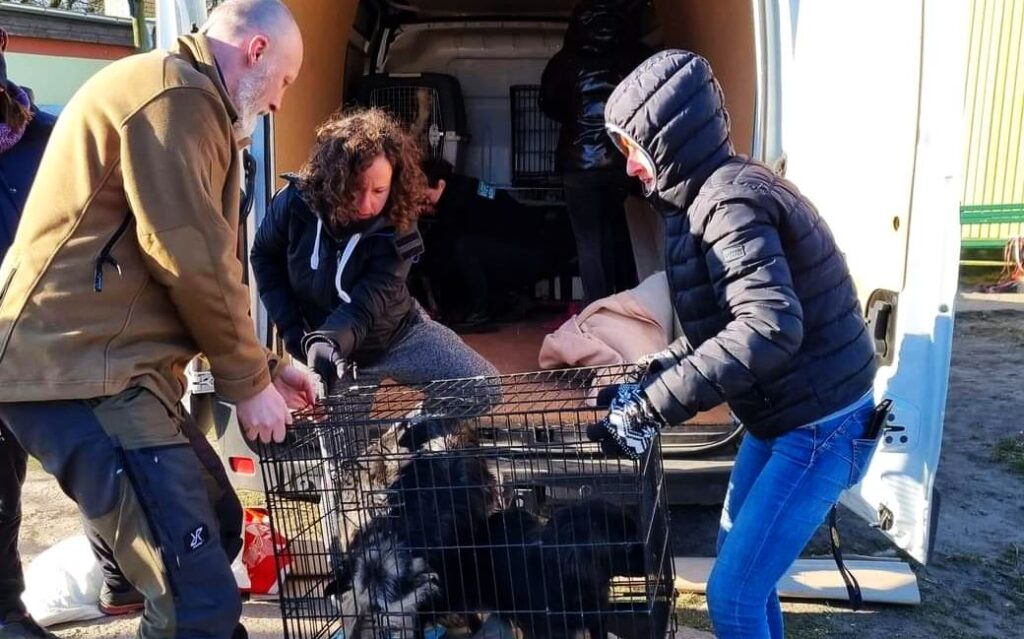 Policjant z Gorzowa pomógł zabrać z granicy 29 psów z Ukrainy Radio Zachód - Lubuskie