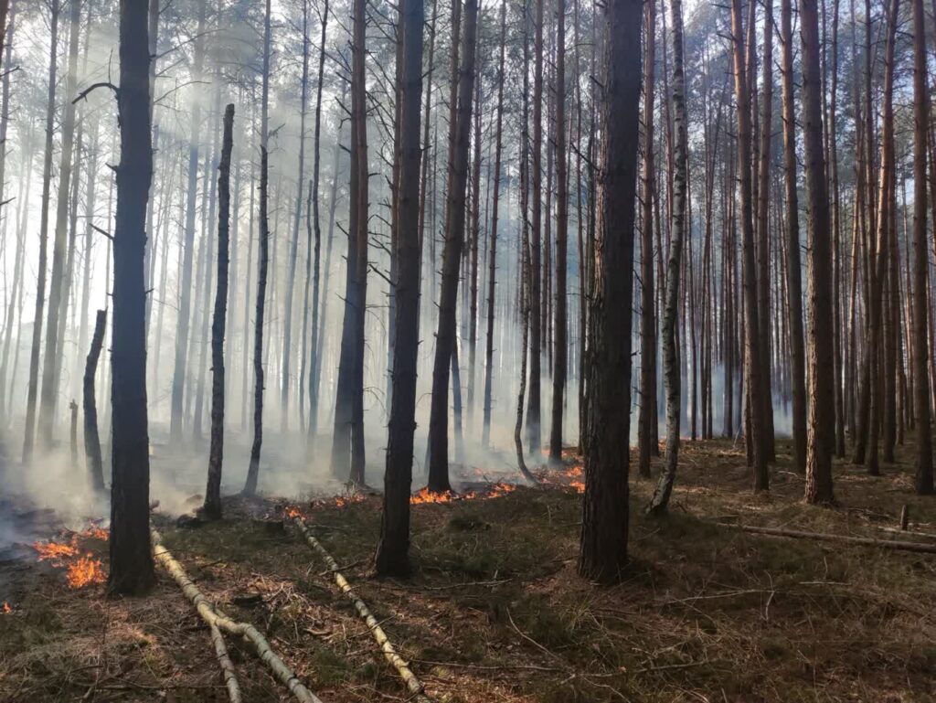 fot. Nadleśnictwo Lipinki