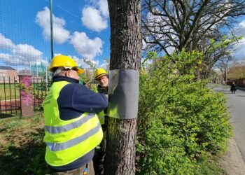 Kasztanowce - Nowa Sól