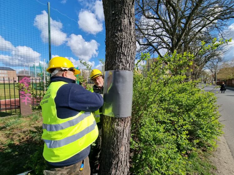 Kasztanowce - Nowa Sól