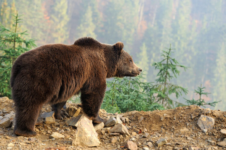 Wybudzone z zimowego snu niedźwiedzie pojawiają się przy domach w Zakopanem Radio Zachód - Lubuskie