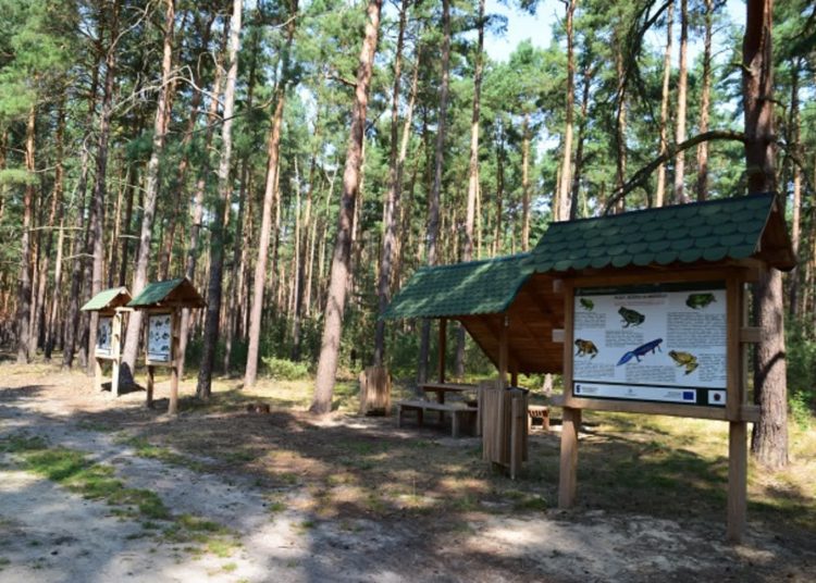 lasy Sława