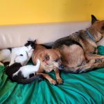 Fundacja Chata Zwierzaka fot. I.Gabor