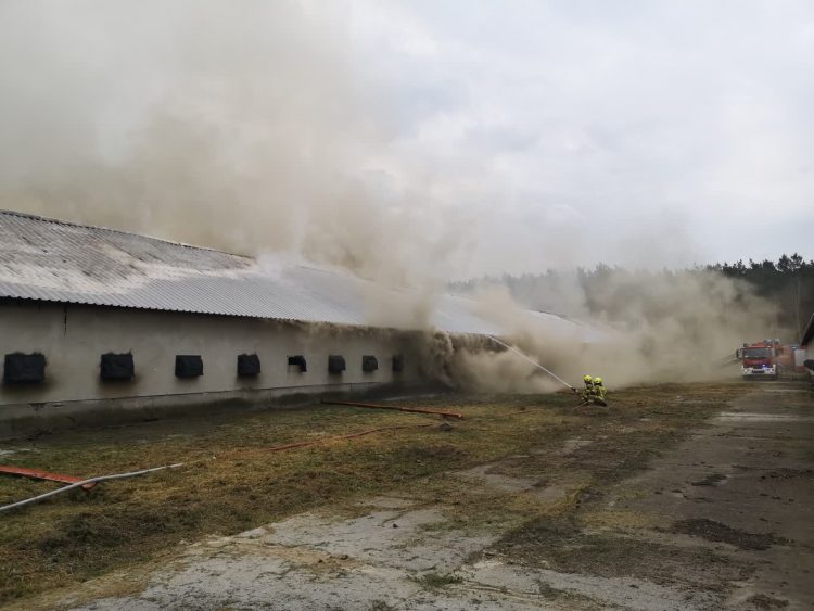 Ogień na fermie drobiu w podgorzowskim Borku Radio Zachód - Lubuskie