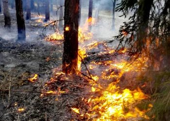 Zagrożenie pożarowe w lasach Radio Zachód - Lubuskie