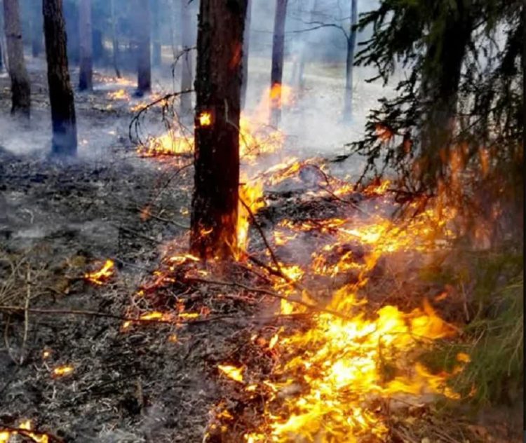 Najwyższe zagrożenie pożarowe w lasach Radio Zachód - Lubuskie