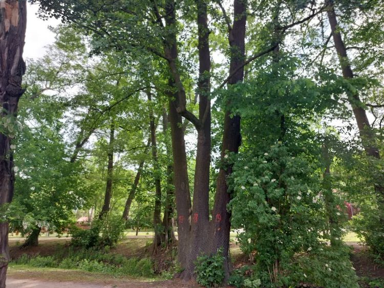 Mieszkańcy walczą o drzewa Radio Zachód - Lubuskie