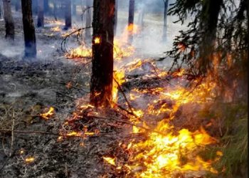 Rośnie liczba pożarów w lubuskich lasach Radio Zachód - Lubuskie