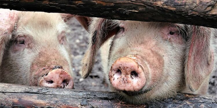 Od dziś dotacje na bioasekurację hodowli świń Radio Zachód - Lubuskie