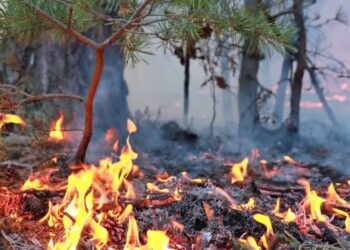 Rekordowa liczba pożarów w lubuskich lasach Radio Zachód - Lubuskie