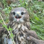 Fot. KPP we Wschowie