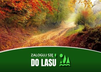 Zaloguj się lasu | Jarosław Karwański o lasach powiatu żagańskiego Radio Zachód - Lubuskie