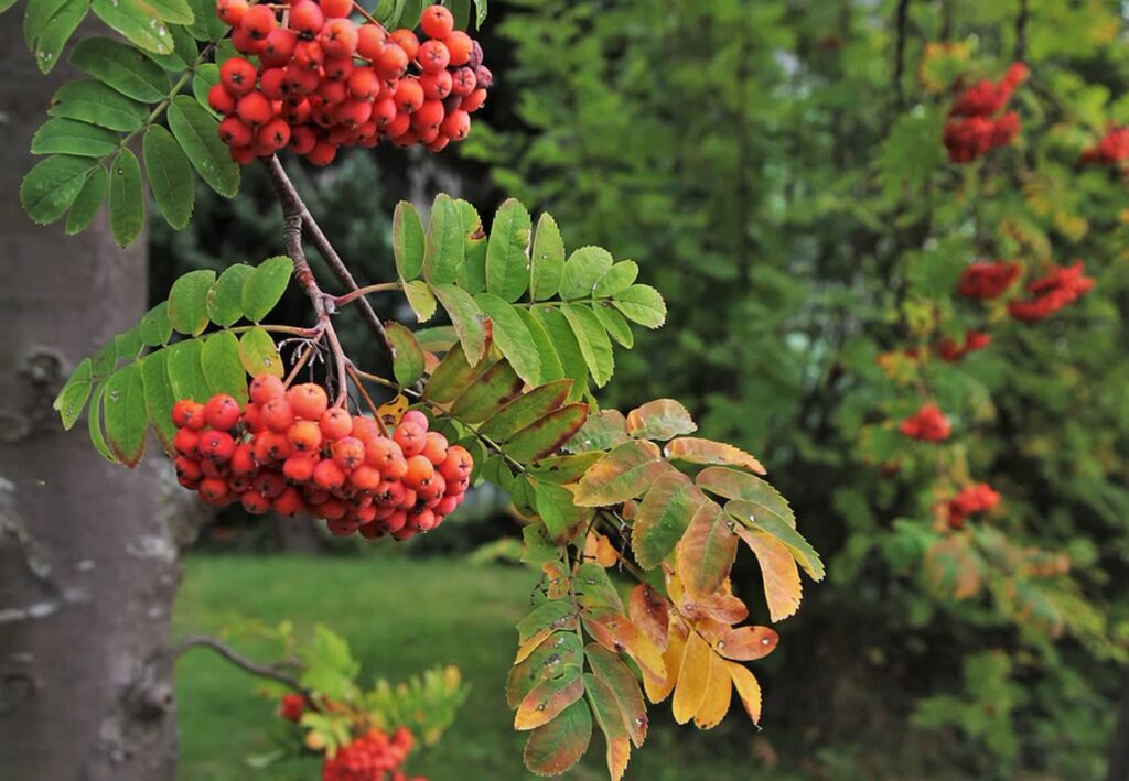 Lubuski Szlak Natury 30.10.2022 fot. Pixabay