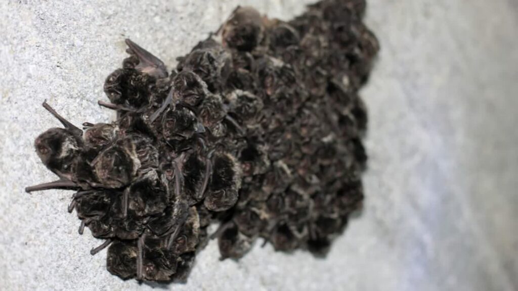 Jednym z gatunków zimujących w rezerwacie nietoperzy są gatunki ciepłolubne Fot. PAP/ Lech Muszyński