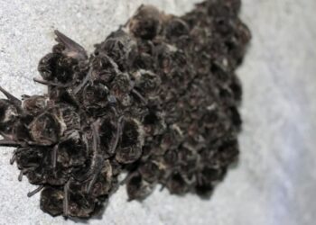 Jednym z gatunków zimujących w rezerwacie nietoperzy są gatunki ciepłolubne Fot. PAP/ Lech Muszyński