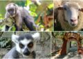 W zielonogórskim minizoo zamieszkają nowe zwierzęta Radio Zachód - Lubuskie