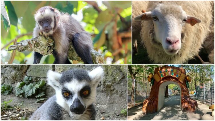 W zielonogórskim minizoo zamieszkają nowe zwierzęta Radio Zachód - Lubuskie