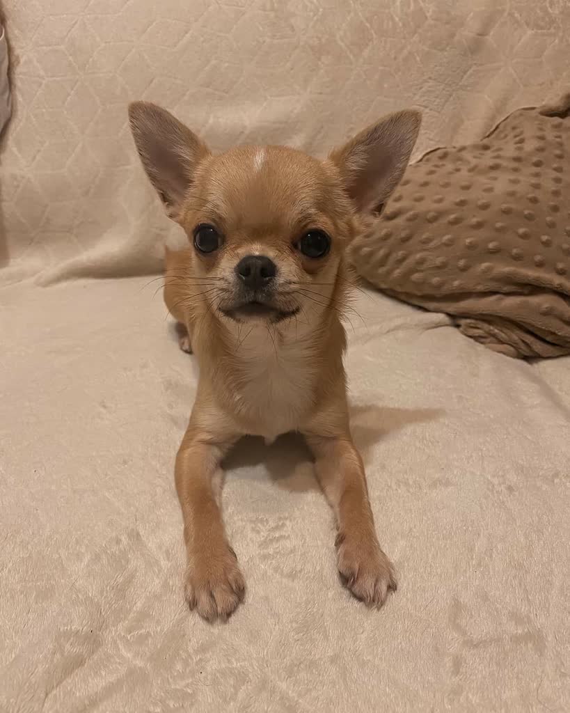 Pies rasy Chihuahua fot. źródło Fb Emilia Sobieszek