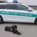 Labradory Carlos i Hektor przechodzą na emeryturę Radio Zachód - Lubuskie