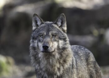 W lasach przybywa wilków Radio Zachód - Lubuskie