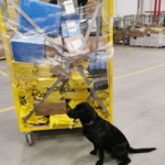 Labradory Carlos i Hektor przechodzą na emeryturę Radio Zachód - Lubuskie