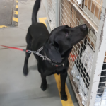 Labradory Carlos i Hektor przechodzą na emeryturę Radio Zachód - Lubuskie