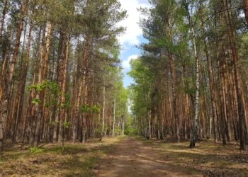 Odpocznij w lesie – dzisiaj Międzynarodowy Dzień Lasów Radio Zachód - Lubuskie