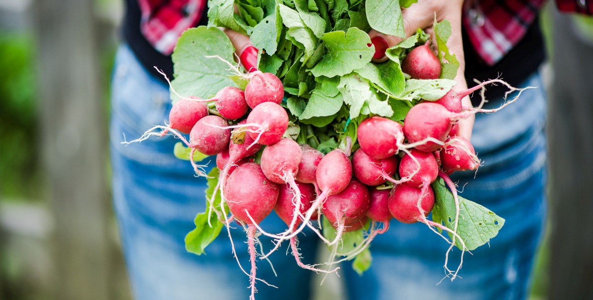 Ekspert: Krajowe warzywa są o 56 proc. droższe niż przed rokiem Radio Zachód - Lubuskie