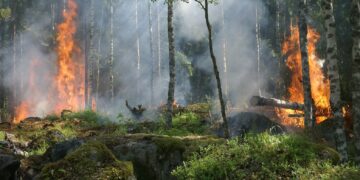 Powstanie eskadra lotnicza do gaszenia pożarów lasów? Radio Zachód - Lubuskie
