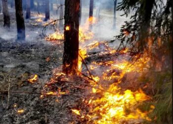 Nawyższy stopień zagrożenia pożarowego w lasach Radio Zachód - Lubuskie