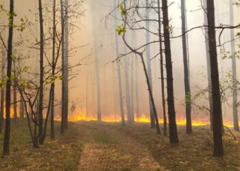 Nadal wysokie zagrożenie pożarowe w lasach Radio Zachód - Lubuskie